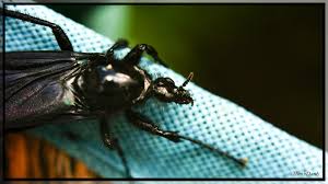 Attēlu rezultāti vaicājumam “Bibionidae female”