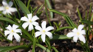 Attēlu rezultāti vaicājumam “Scilla luciliae”