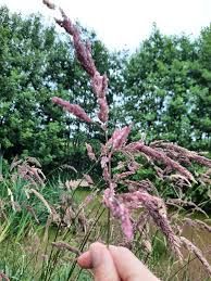 Attēlu rezultāti vaicājumam “Phalaroides arundinacea”