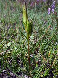 Attēlu rezultāti vaicājumam “Gentiana pneumonanthe leaf”