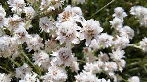 Attēlu rezultāti vaicājumam “Antennaria dioica male flower”