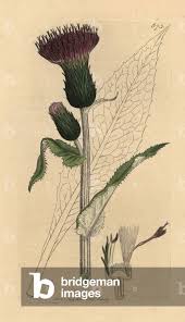 Attēlu rezultāti vaicājumam “Cirsium heterophyllum leaf”