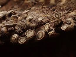 Attēlu rezultāti vaicājumam “Diderma hemisphaericum”