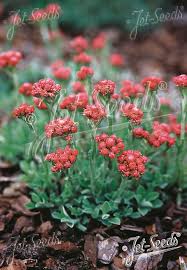 Attēlu rezultāti vaicājumam “Antennaria dioica leaf”
