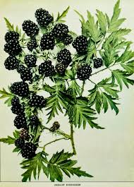 Attēlu rezultāti vaicājumam “Rubus plicatus fruit”