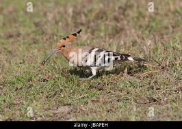 Image result for hoepoe