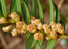 Attēlu rezultāti vaicājumam “Taxus baccata male flower”