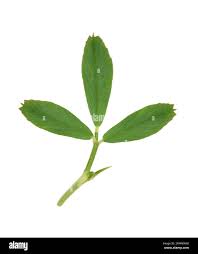 Attēlu rezultāti vaicājumam “Medicago sativa subsp. falcata leaf”