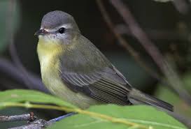 Image result for Vireo philadelphicus