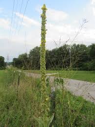 Attēlu rezultāti vaicājumam “Verbascum thapsus”
