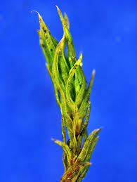 Attēlu rezultāti vaicājumam “Orthotrichum anomalum sporophyte”