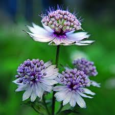 Attēlu rezultāti vaicājumam “Astrantia major flower”