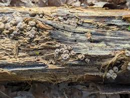 Attēlu rezultāti vaicājumam “Lycogala irregulare”