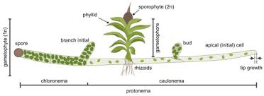 Attēlu rezultāti vaicājumam “Physcomitrium pyriforme sporophyte”