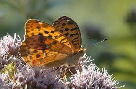 Attēlu rezultāti vaicājumam “Argynnis laodice female”