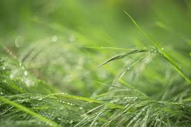 Attēlu rezultāti vaicājumam “Anisantha tectorum”