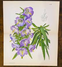 Image result for Campanula affinis