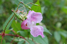 Attēlu rezultāti vaicājumam “Impatiens glandulifera flower”