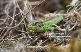 Attēlu rezultāti vaicājumam “Lacerta agilis male”