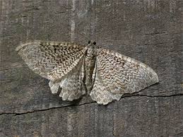 Attēlu rezultāti vaicājumam “Hydria undulata”