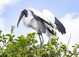 Attēlu rezultāti vaicājumam “Ciconiiformes”