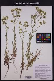 Attēlu rezultāti vaicājumam “Hydrophyllaceae”