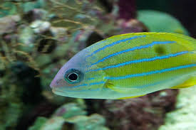 Image result for Haemulon flavolineatum