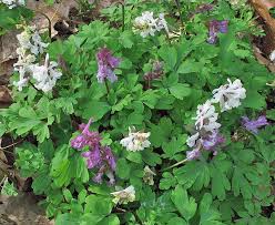 Attēlu rezultāti vaicājumam “Corydalis cava fruit”