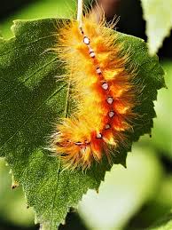 Attēlu rezultāti vaicājumam “Acronicta megacephala larva”