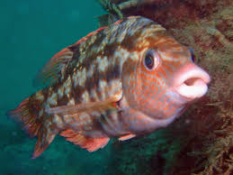 Image result for Symphodus bailloni