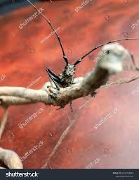 Attēlu rezultāti vaicājumam “Monochamus urussovi”