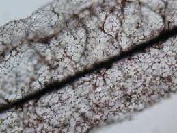 Attēlu rezultāti vaicājumam “Stemonitis flavogenita stalked”