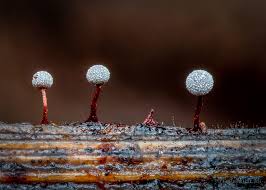 Attēlu rezultāti vaicājumam “Craterium aureonucleatum spores”