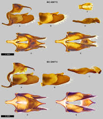 Attēlu rezultāti vaicājumam “Polypogon tentacularius male”