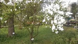 Attēlu rezultāti vaicājumam “Exochorda giraldii var. wilsonii”
