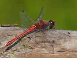 Attēlu rezultāti vaicājumam “Sympetrum sanguineum male”