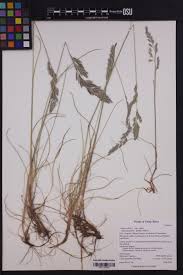 Attēlu rezultāti vaicājumam “Festuca arenaria”