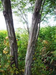 Attēlu rezultāti vaicājumam “Carpinus caroliniana female flower”