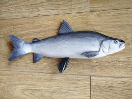 Image result for Coregonus lavaretus oxyrinchus