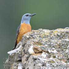 Image result for Monticola saxatilis