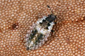 Attēlu rezultāti vaicājumam “Aradus betulae”