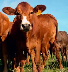 Image result for ganado bovino