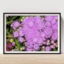 Image result for Ageratum mexicanum