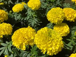 Attēlu rezultāti vaicājumam “Tagetes flower”