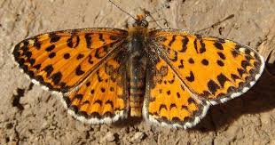 Attēlu rezultāti vaicājumam “Argynnis laodice female”