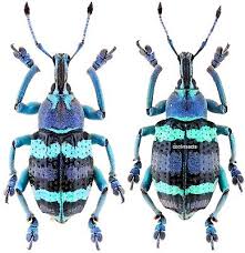 Attēlu rezultāti vaicājumam “Curculionidae”