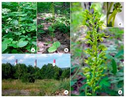 Attēlu rezultāti vaicājumam “Listera ovata fruit”