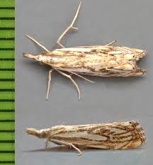 Attēlu rezultāti vaicājumam “Catoptria falsella”