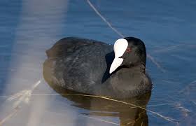 Attēlu rezultāti vaicājumam “Fulica atra adult”