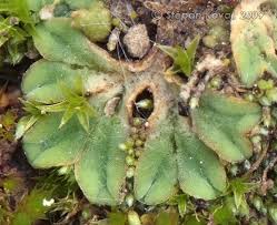 Attēlu rezultāti vaicājumam “Riccia sorocarpa”